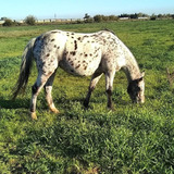 Yegua Appaloosa Registrada.