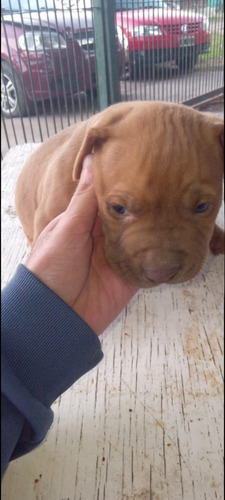 Cachorro Pitbull