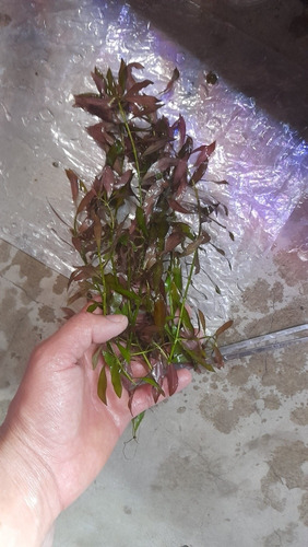 Ludwigia Repens ×7 Tallos