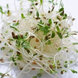 Alfalfa Sprouting Orgánico Semillas De Semillas De Hortaliza
