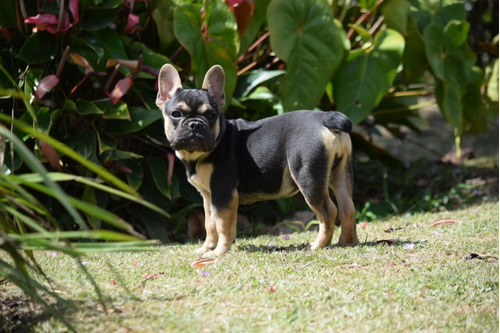 Lindo Macho Francés Black An Tan