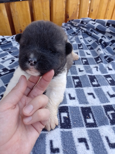 Cachorro Akita Americano