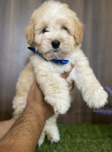 Bichon Habanero. Fotos Reales.