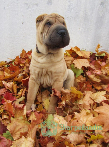 Cachorro Sharpei Leonado 11