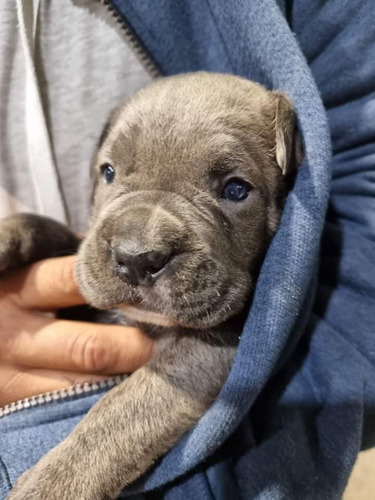 Cane Corso Inscritos Cachorritos 