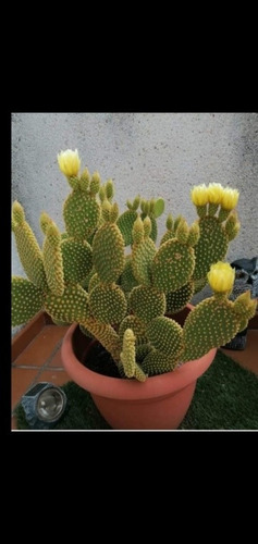 Cactus Opuntia Microdaysis