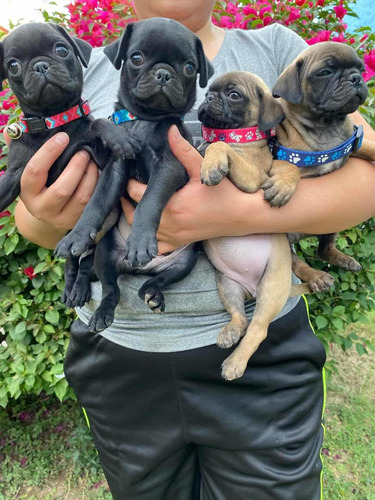 Cachorros Pug Negros