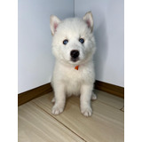 Filhote De Husky Siberiano Com Pedigree