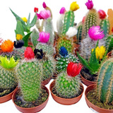 Semillas De Cactus Perenne Mezcla Variada Despacho Ya