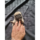 Pug Cachorro 