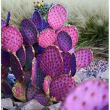 300 Sementes De Cactus Rosa Especie Rarissima
