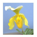 Paphiopedilum Insigne1 Var Sanderae Amarelo Adulta No Vaso