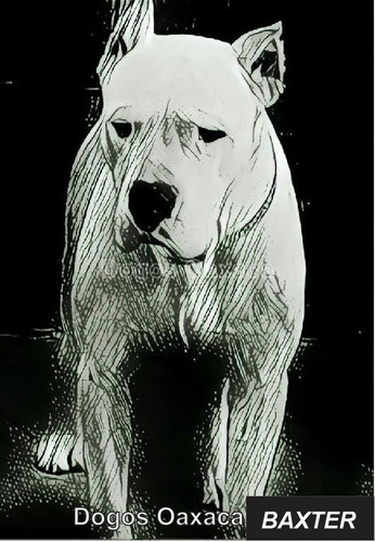 Cachorros Dogo Argentino-  