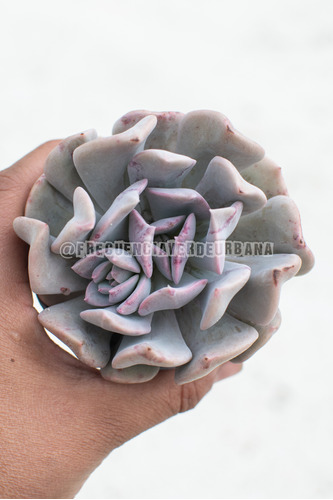 Echeveria Misty Lilac Suculenta Colección N° 8