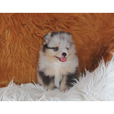 Hermoso Cachorro Pomerania Cara De Oso Merle Exotic Pet