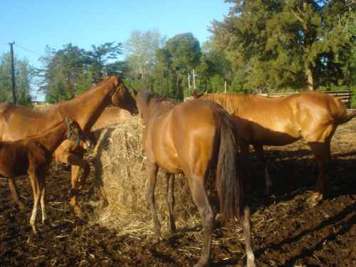 Manada De Yeguas Madres  De  (spc)  13 Animales