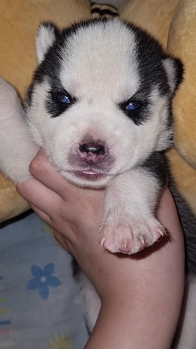 Cachorros Siberian Husky, Siberianos Con Pedigree