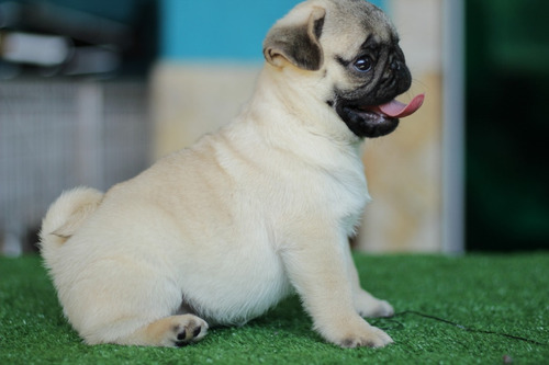 Pug Os Mais Lindos, Altíssima Linhagem! Em Até 12x No Cartão