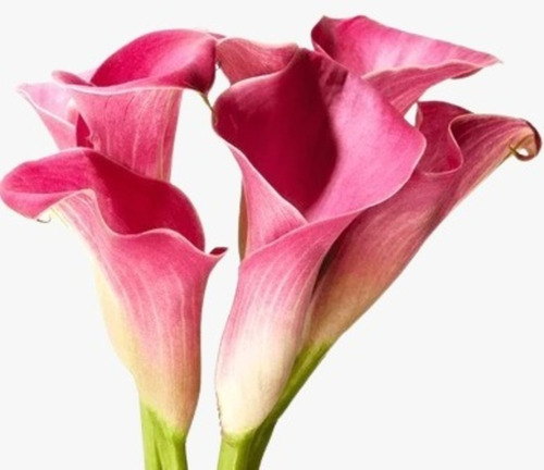 Jumbo Bulbos Alcatraz Calla Lily Variedades