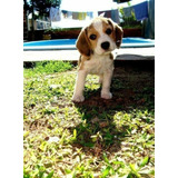 Cachorro Beagle Begle Puppy Cachorrito
