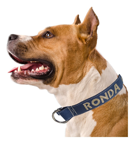 Collar Premium Perro Pro  Identificación Bordado 4cm