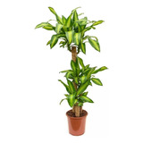 Palo De Agua, Dracena Fragans, Ideal Living 20lts