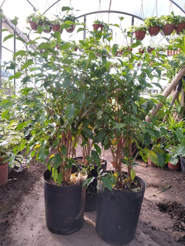 Ficus Benjamina Verde En 10 Litros. Para Interior/exterior