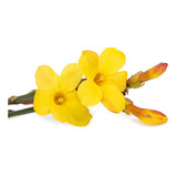 Jasminum Meznyi (jazmín Amarillo)