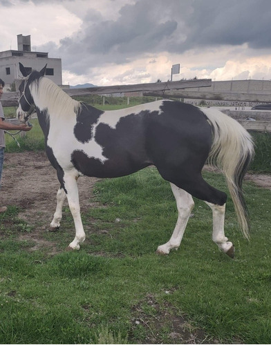 Caballo Escaramucero De Registro Pintó Línea De Trabajo High