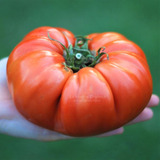 Semillas Tomate Gigante Italiano! Frutos Enormes De Verdad!