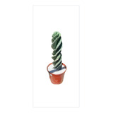 Cactus Espiralado+ Maceta+piedras 50 Cm Martinez 