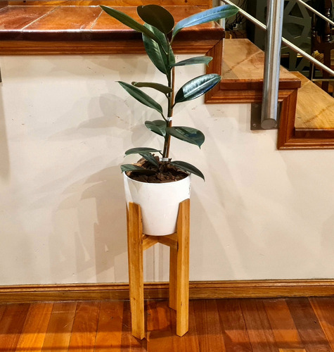 Planta Ficus Rojo Gomero En Maceta Y Pie Nórdico Premium 