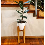 Planta Ficus Rojo Gomero En Maceta Y Pie Nórdico Premium 