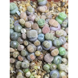 Lithops 200 Semillas Y Kit De Germinación (varias Especies)