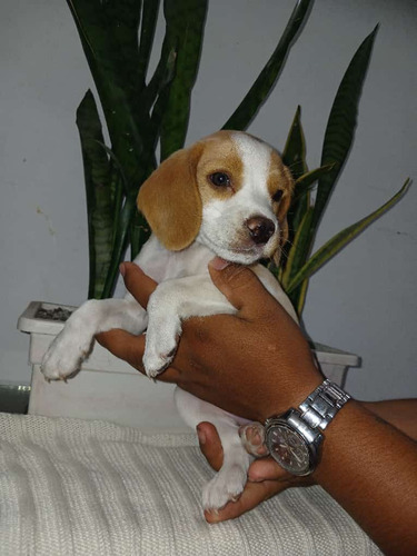 Cachorra Beagle Med,bog, Cali, Animal Pets Colombia 