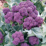 100 Sementes De Brócolis Purpura Roxo Broccolis Brocoli