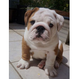 Cachorros Bulldog Ingles Perros En Venta Cucutá Dog Can