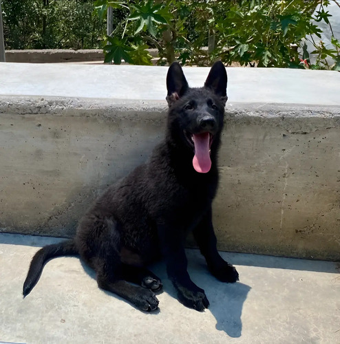 Cachorros Pastor Alemán Negro Sólido C\u002Fs Pedigree | Meses sin interés