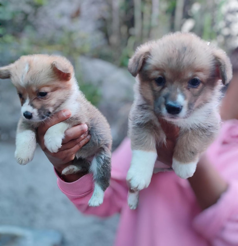 Somos Los Mejores Welsh Corgi Con Excelente Genética 