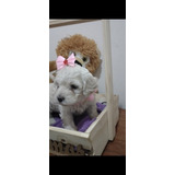 Filhote De Poodle Toy 