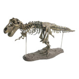 Esqueleto De Dinosaurio 4d, Modelo Desmontado, Animal De Jug