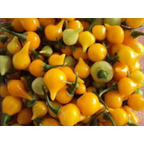 Pimenta Biquinho Amarela 30 Sementes Para Mudas - Deliciosa!