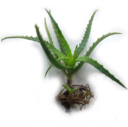2 Mudas Grandes Babosa Aloe Arborescens Suculenta Medicinal