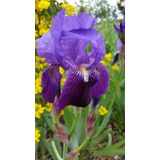 Lirio Iris Barbado Morado (3 Bulbo) 