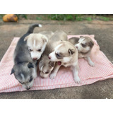 Lindos Filhotes De Husky Siberiano Puros De Olhos Azuis