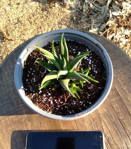 Haworthia