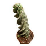 Cactus Espiralado