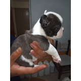 Cachorros Bulldog Francés Vaquitas Y Merle