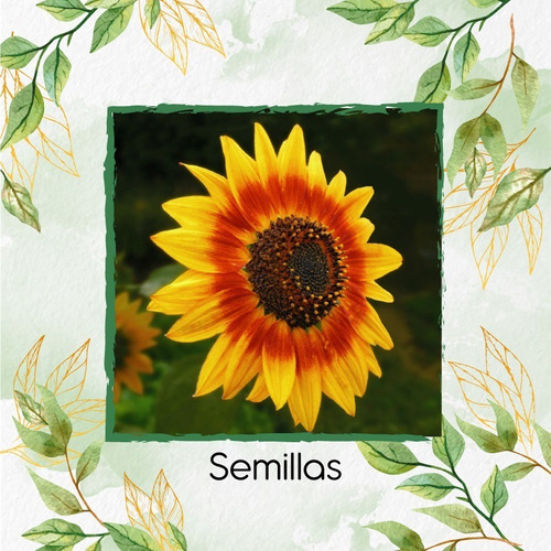 100 Semillas De Flor Girasol Mix + Obsequio Germinación