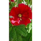 Semillas Malva Real Color Granate